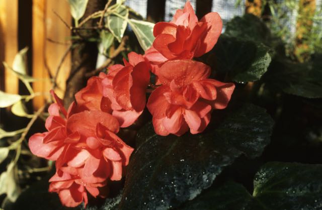 B. ‘Connie’